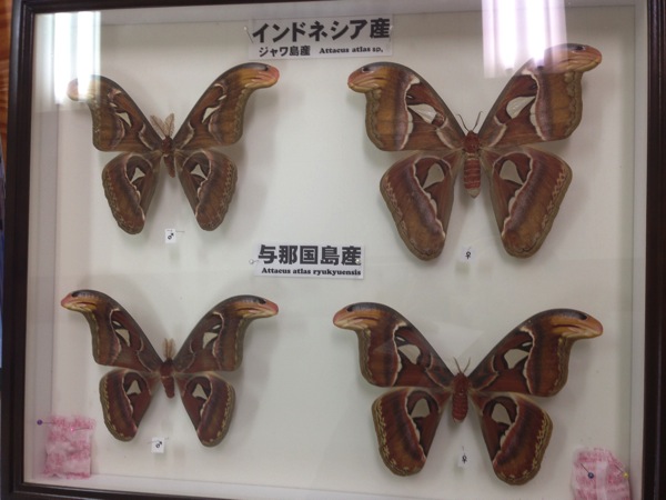 モスラのモデル！？世界最大級の蛾「アヤミハビル（ヨナグニサン