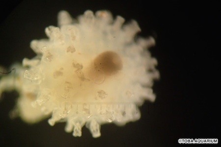 三重県・鳥羽水族館が、深海から