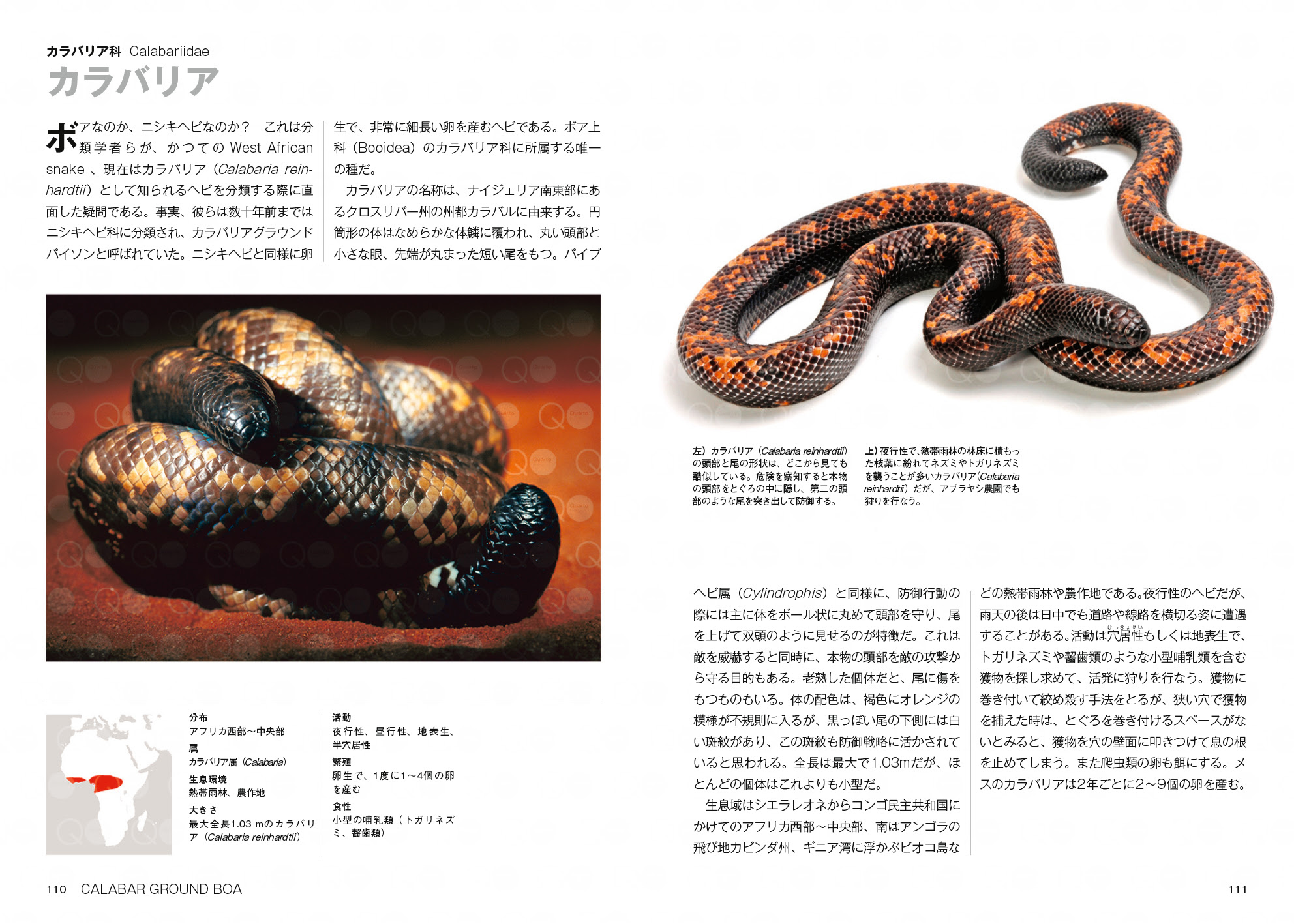 ヘビ大全 SNAKES OF THE WORLD」が発売。世界に約4000種といわれるヘビ