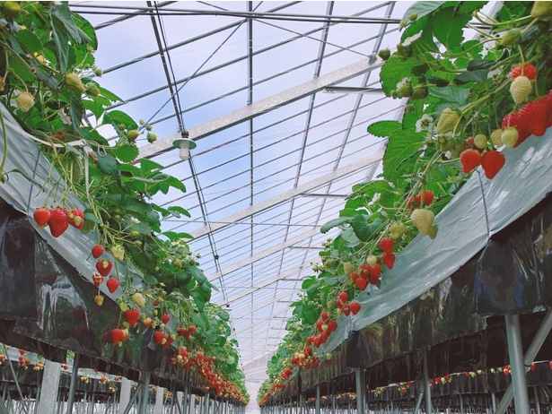 宮城オリジナルのいちごが食べ放題、宮城県山元町でいちご狩りが開催中