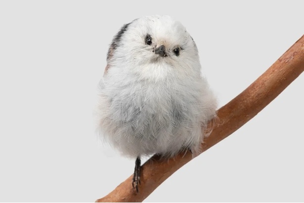 Kohaku中国体に施された幾何学模様が芸術的で高級感のある鳥と