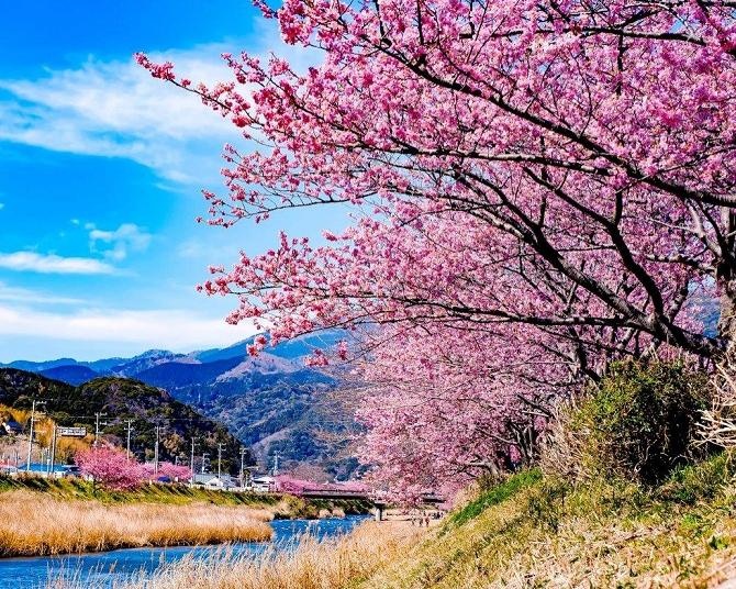 喜瀬川緑道の桜（加古郡播磨町） - お花見2026 - ウォーカープラス