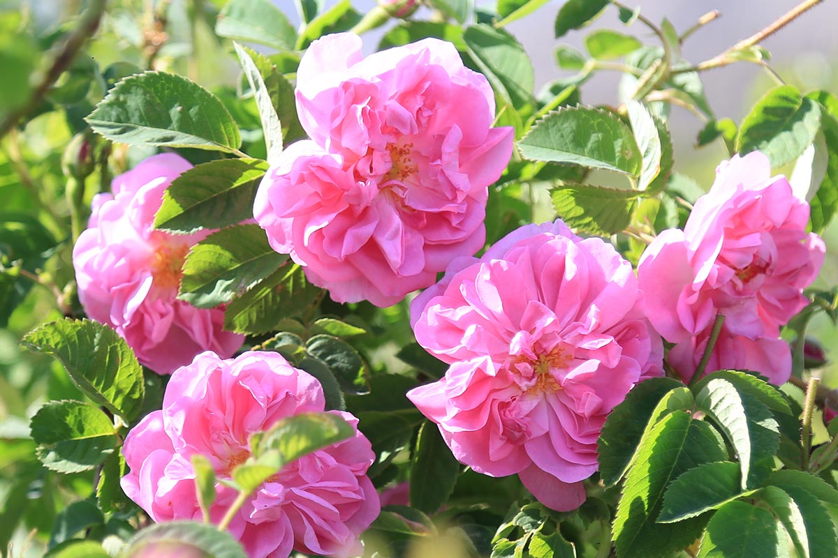 Rose Otto – nini