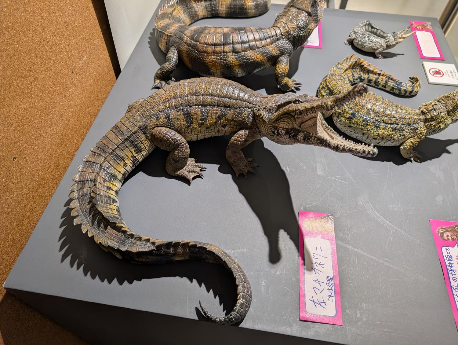 2025/11/25 古田悟郎のいきもの展：爬虫類など