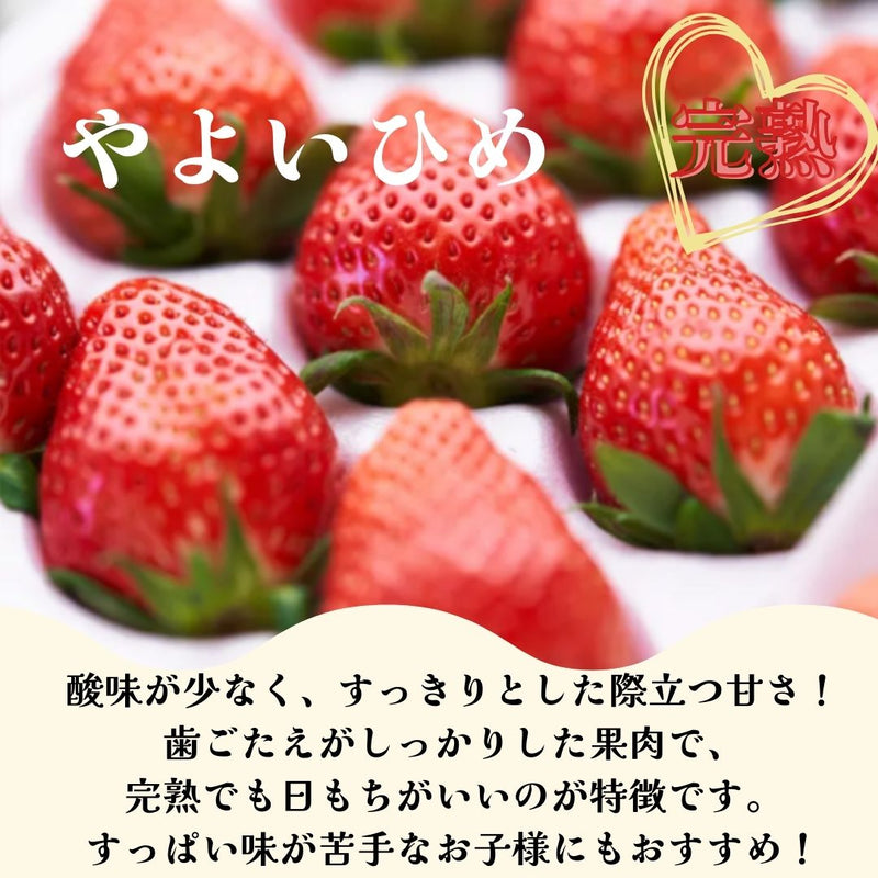 いちご 【うさみ園】 やよいひめ (7～9個)400g×2トレイ 800g ステビア