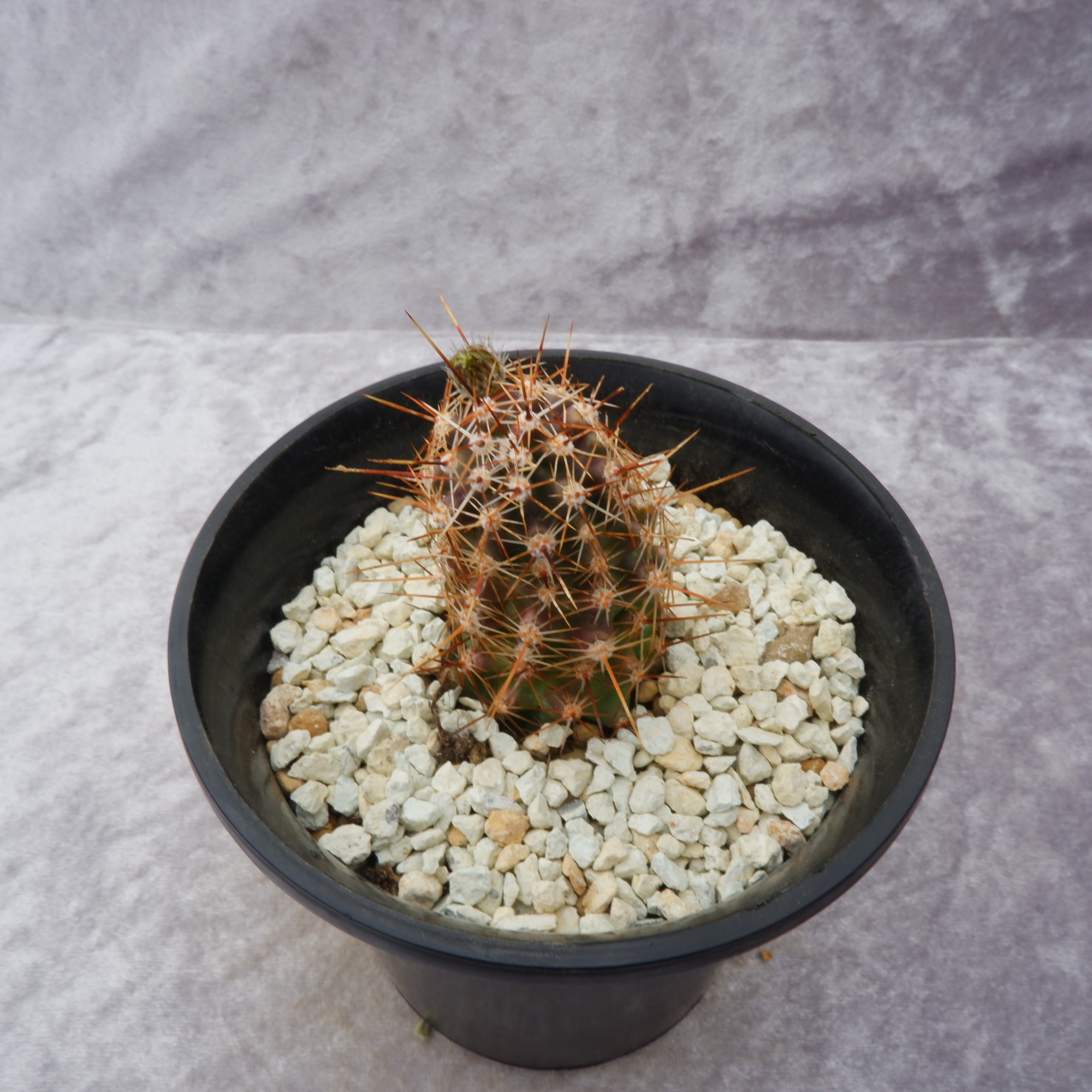 商品詳細 - 信州西沢サボテン園