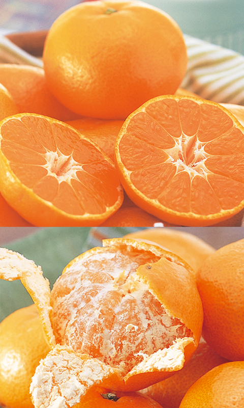 ワケあり極早生みかん約9kg | のま果樹園