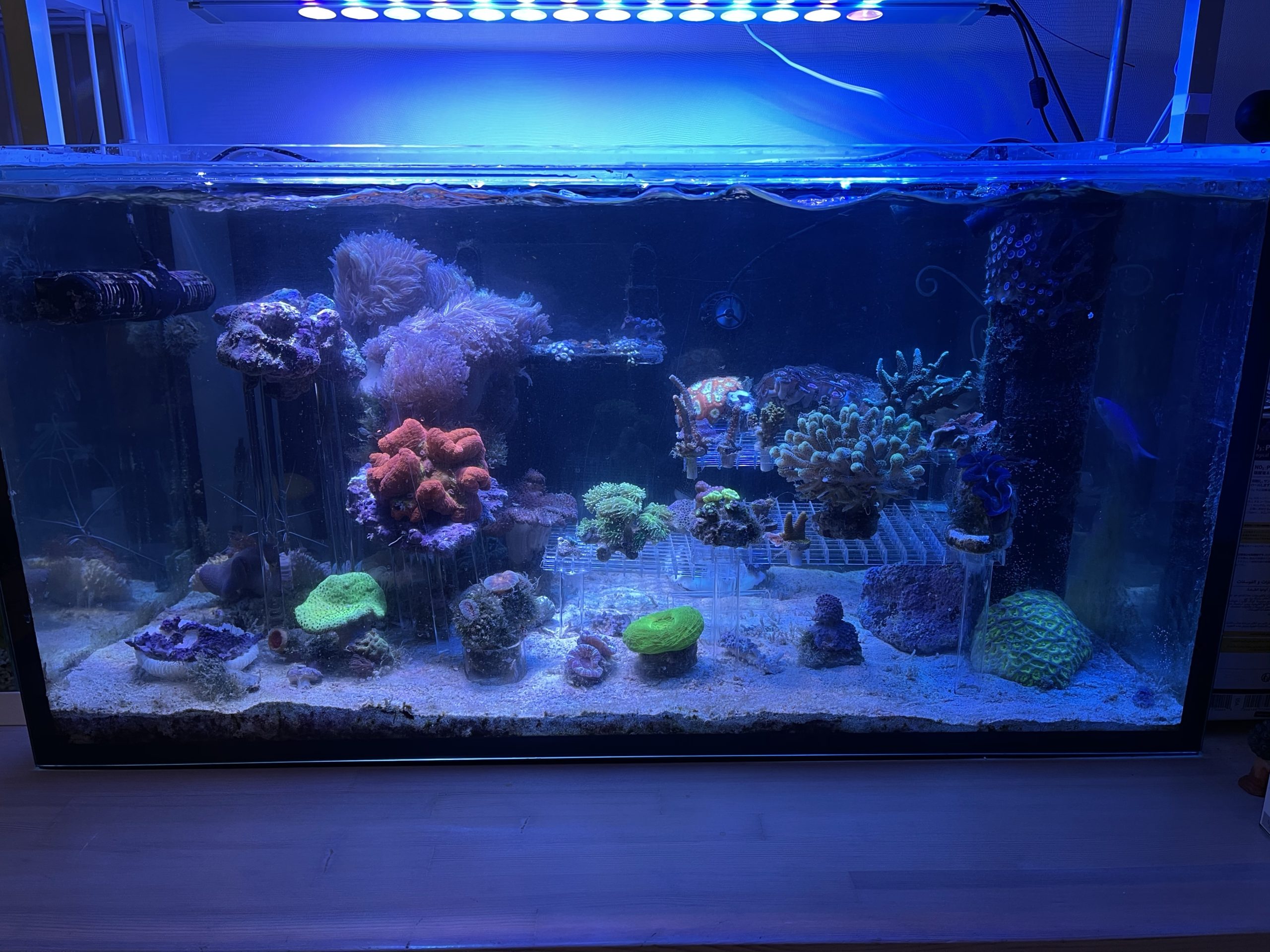 海水水槽】ライブロックスタンドと透明ルーバーでのフラグ台作成