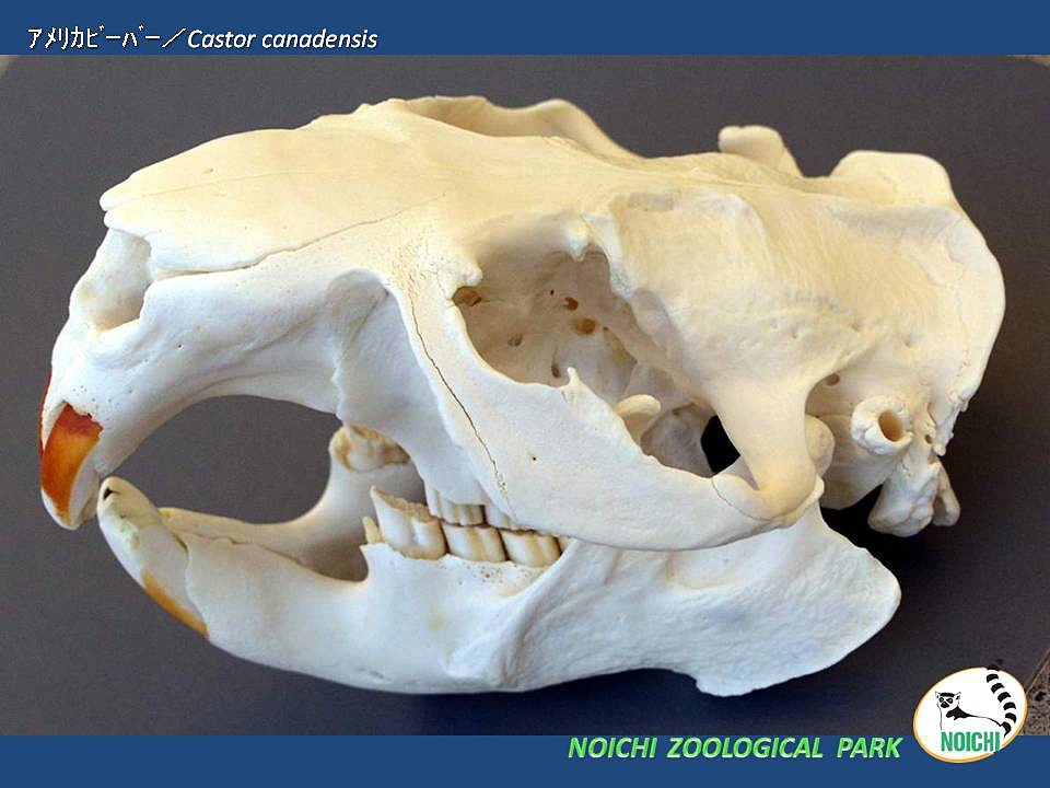 教育用画像集 | 高知県立のいち動物公園 公式サイト - 人も動物も