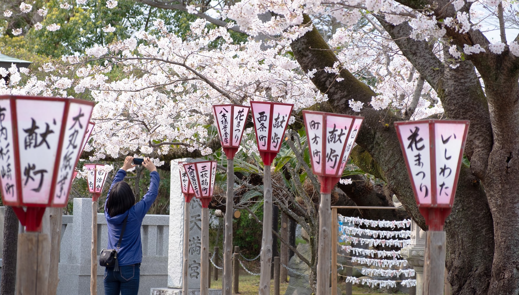 日枝神社の桜 | 沼津日枝神社 山王さん