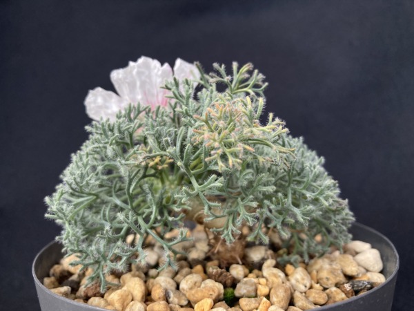 モンソニア ムルチフィダ | おうち植物園