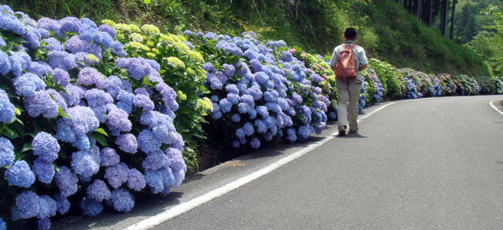 越知町観光協会 | 高知県 越知町 観光名所 日ノ浦あじさい街道