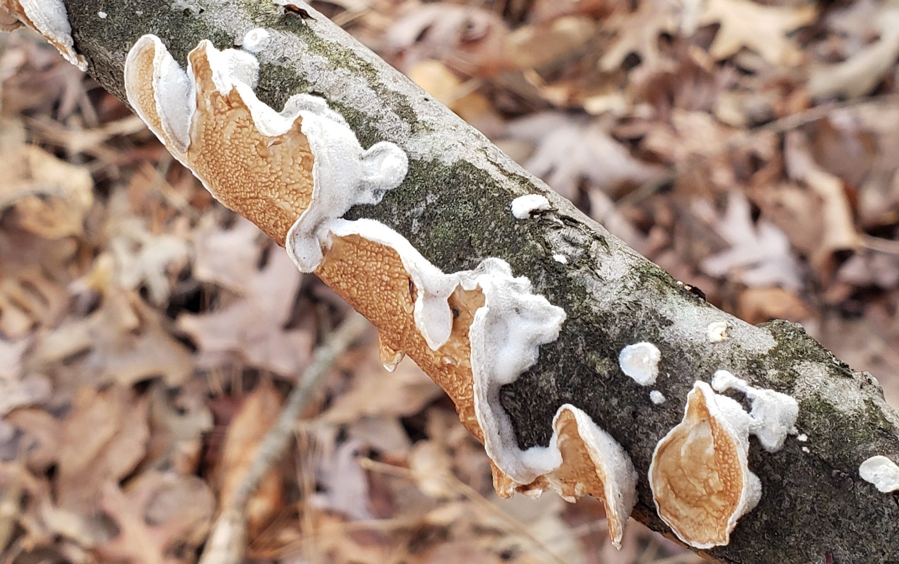 About Ochre-spreading Tooth - Maryland Biodiversity Project