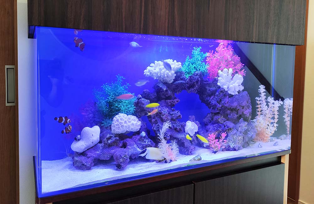 大阪市 企業様に設置！90cm海水魚水槽レンタル事例｜大阪アクアガーデン