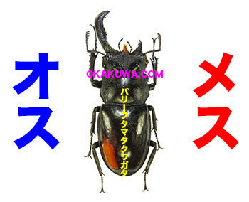 あれ～変なクワガタ！？とまたやってみたい特集P。: 三足のわらじ