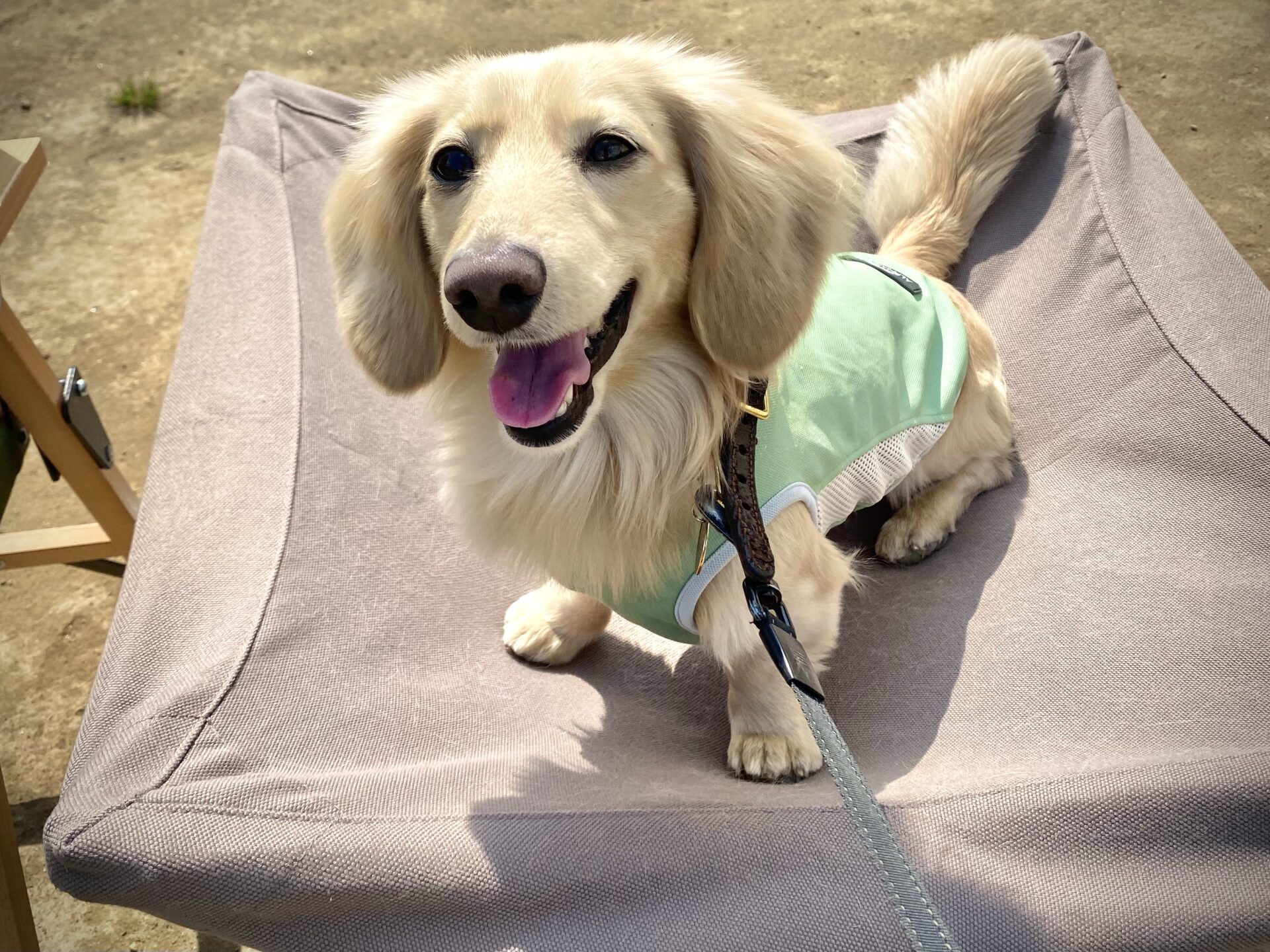 レビュー＆代替品紹介】キャンプの犬用コットはスノーピークがおすすめ