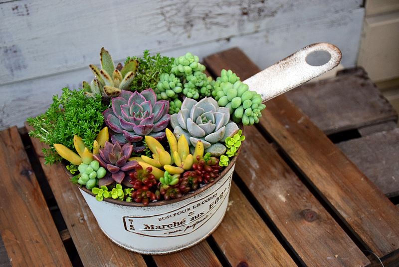 多肉植物の寄せ植え講習会 : 沖原園芸｜ガーデニング専門店 廿日市市