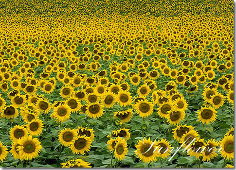 お花の解体図鑑～ひまわり（向日葵） パンフラワー、アートフラワー