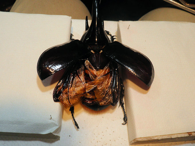 大型のネプチューンオオカブト飛翔標本の製作依頼がありました