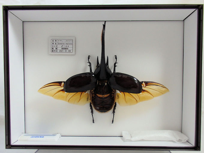 大型のネプチューンオオカブト飛翔標本の製作依頼がありました