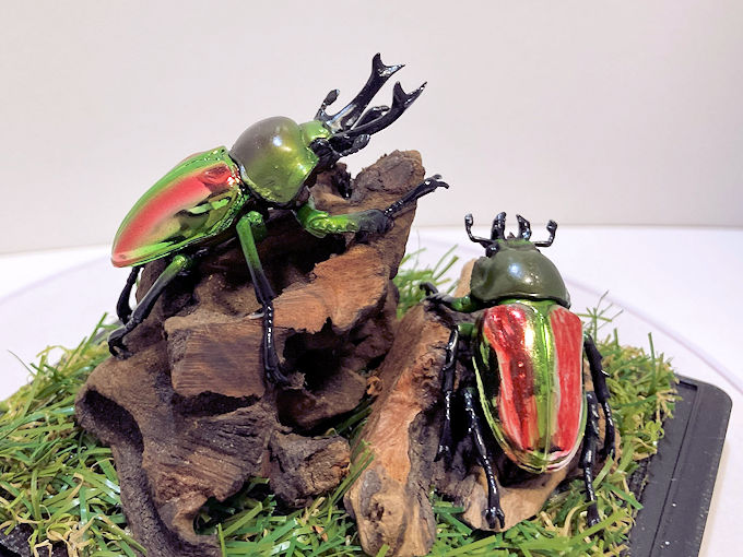 昆虫標本 | オオクワ京都昆虫館 クワガタ カブトムシ 昆虫標本 昆虫