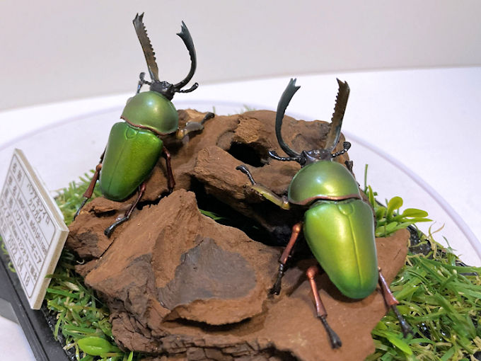 オオクワ京都昆虫館：クワガタ カブトムシ 昆虫標本 昆虫イベントの