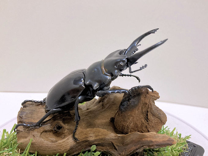 商品アイテム | オオクワ京都昆虫館 クワガタ カブトムシ 昆虫標本