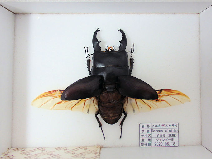 アルキデスヒラタ♂85mm （飛翔 本物の標本） | オオクワ京都昆虫館