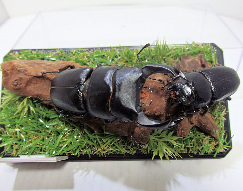 オオクワガタ♂76mm＋♀48mm（ジオラマ標本） | オオクワ京都昆虫館