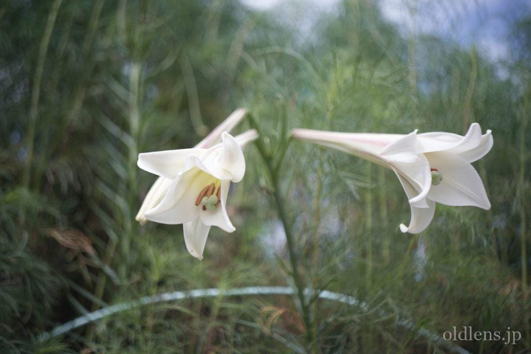 Kodak Ektar 44mm F3.5 Revew作例 NEX改 マウント改造オールドレンズ