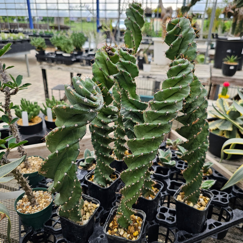 セレウス ペルビアナ スピラリス Cereus peruvianus spiralis