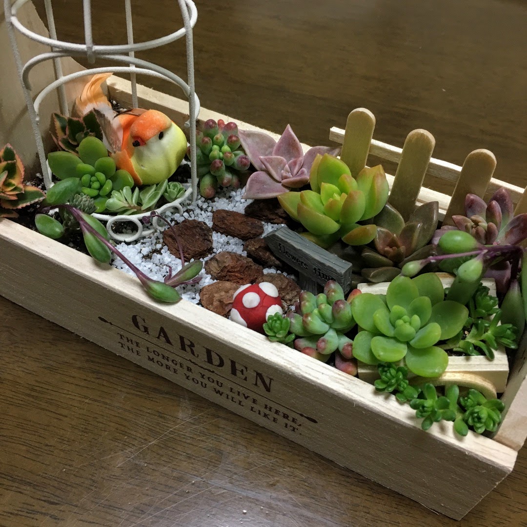 多肉植物の箱庭作りに用意するもの4つ | きゃねちゃんず