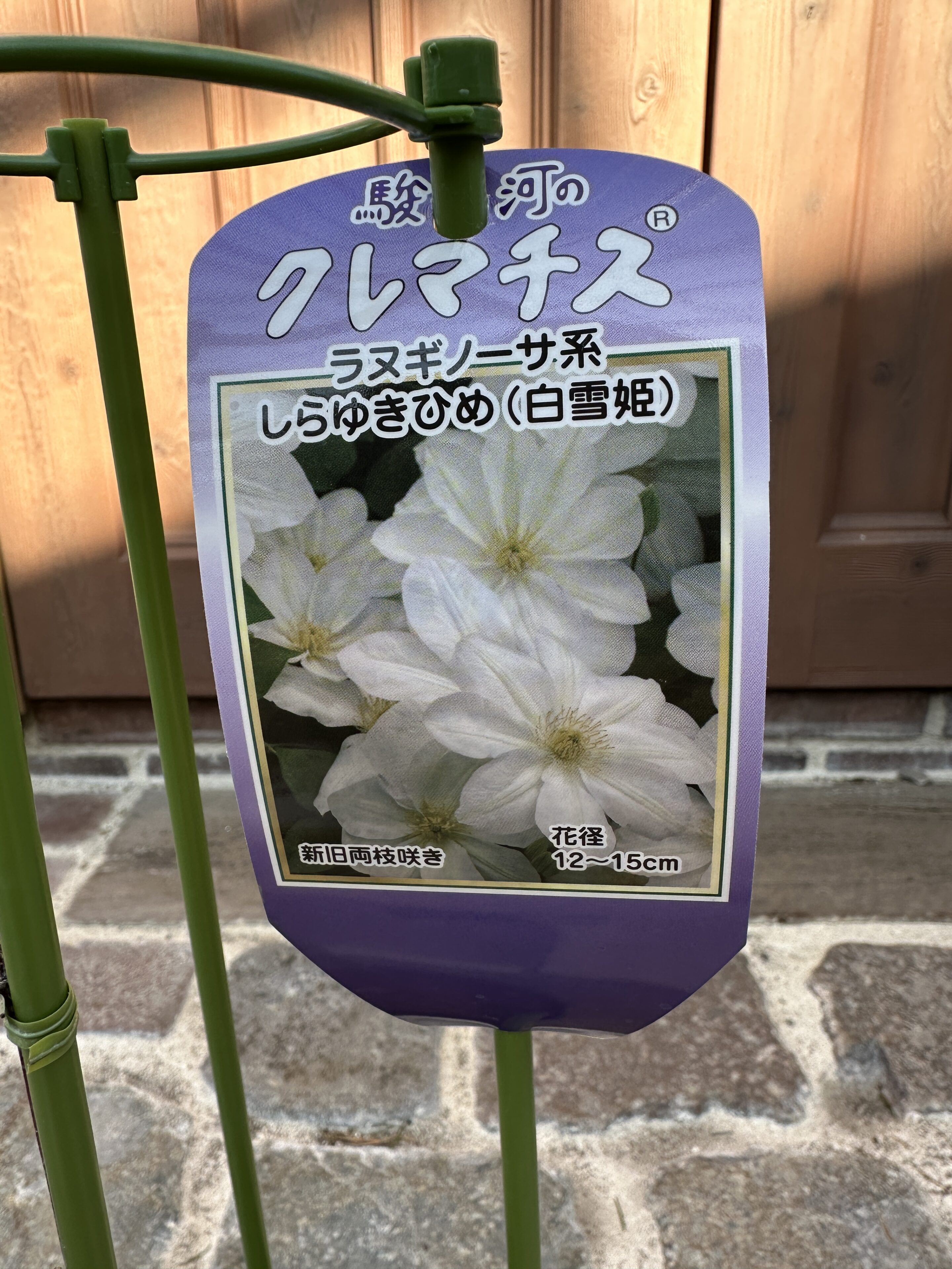 クレマチス入荷ご案内！冬咲き品種も入荷しています！ | オザキ