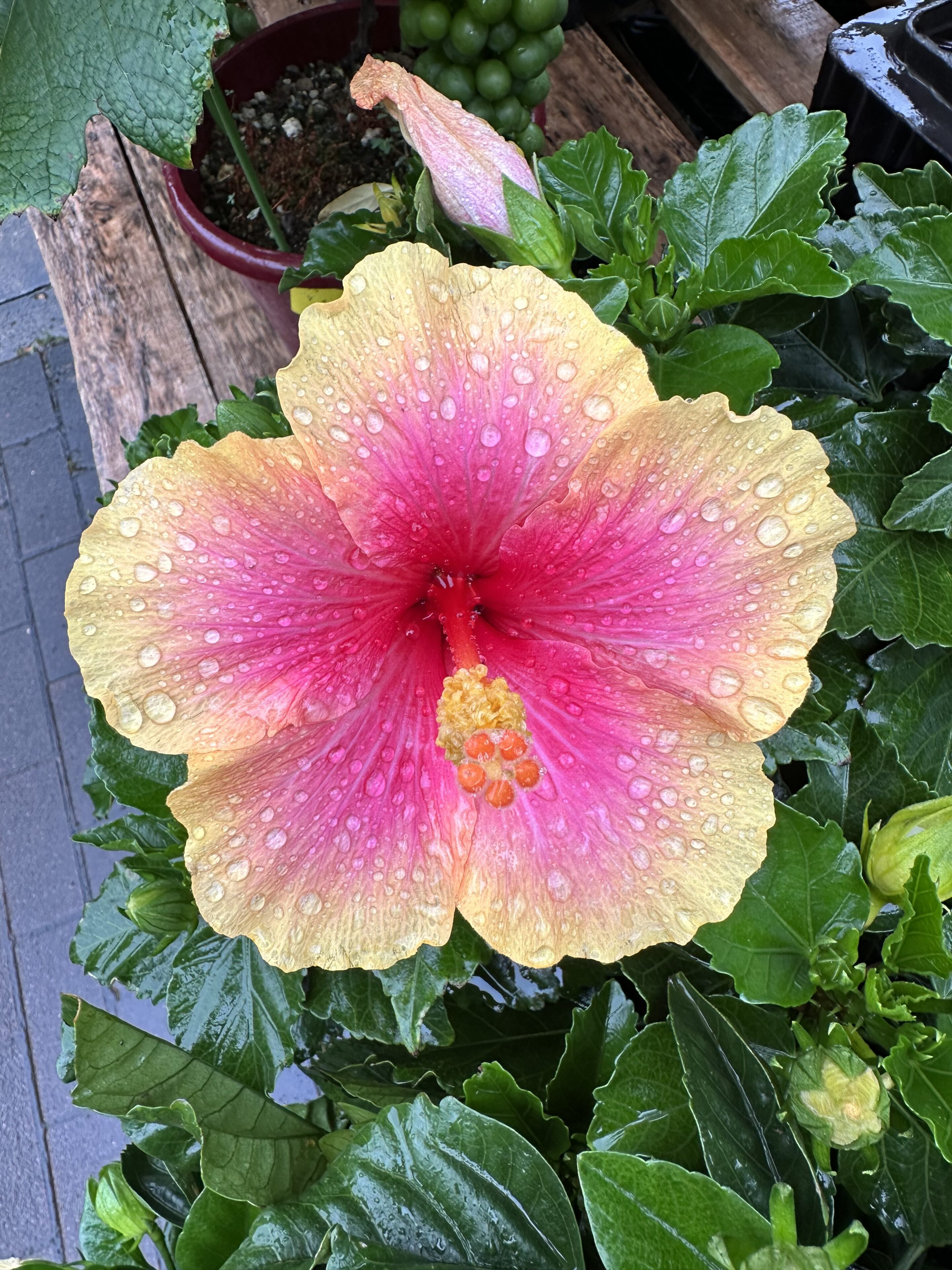 1F|夏の花木入荷致しました。（ハイビスカス、西洋ニンジンボク