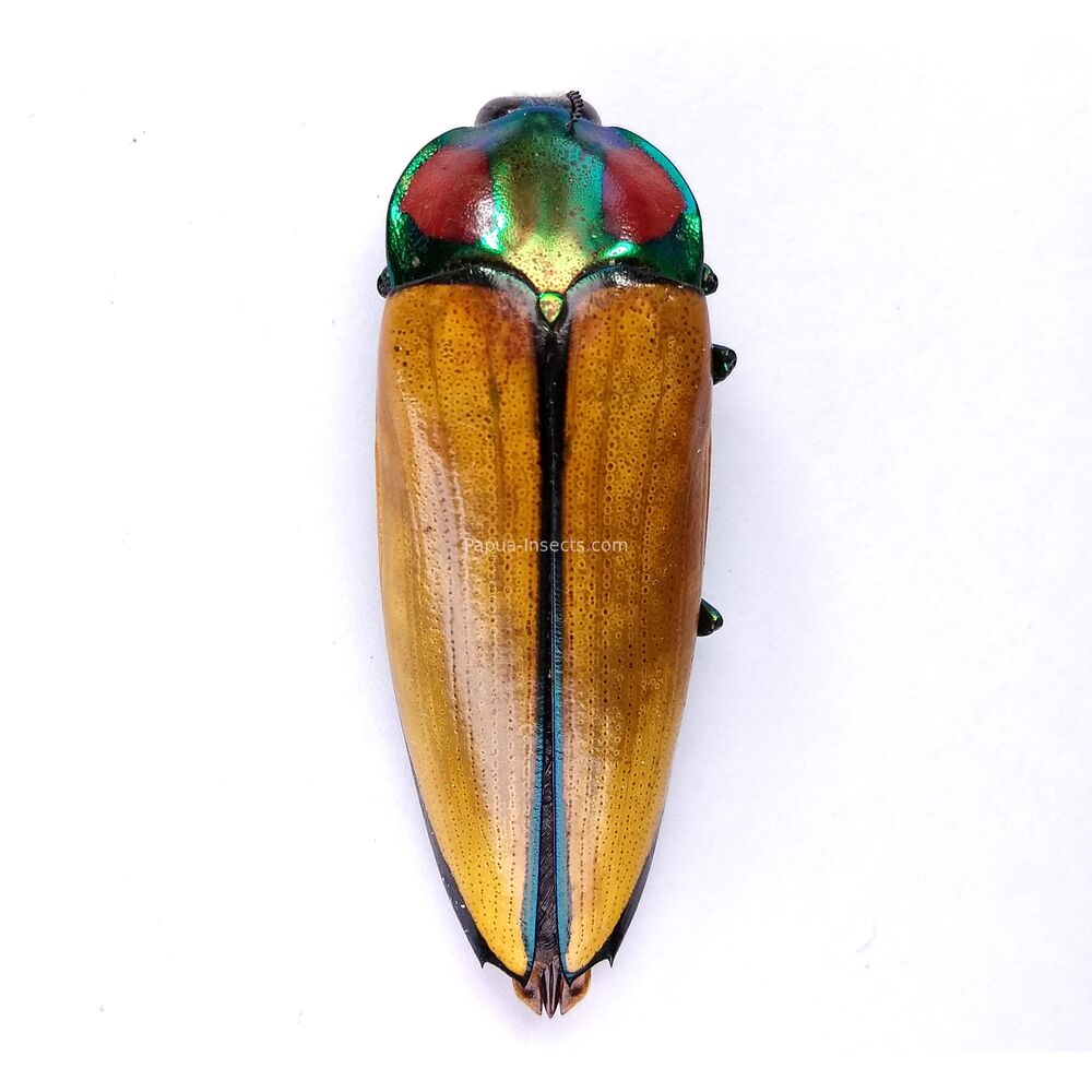 Calodema - Shop - Papua-insects