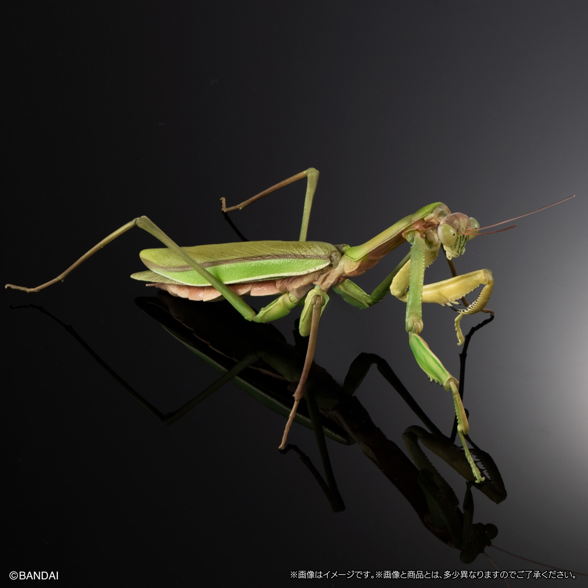 いきもの大図鑑アドバンス オオカマキリとショウリョウバッタ