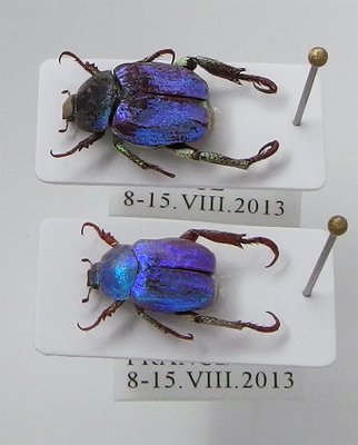 標本入荷】フランス産シンジュアシナガコガネ。パールの輝き！日本にも