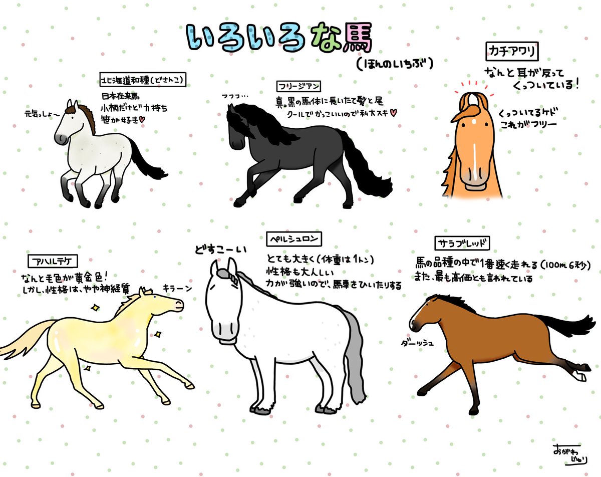 馬の品種は150種類以上！みんなそれぞれ特徴があります。