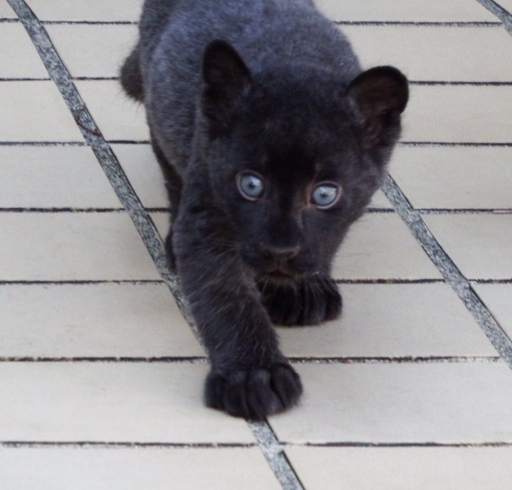 黒豹の赤ちゃん スリスリ テクテク (*^^*) 12/5 #浜松動物園 #黒豹