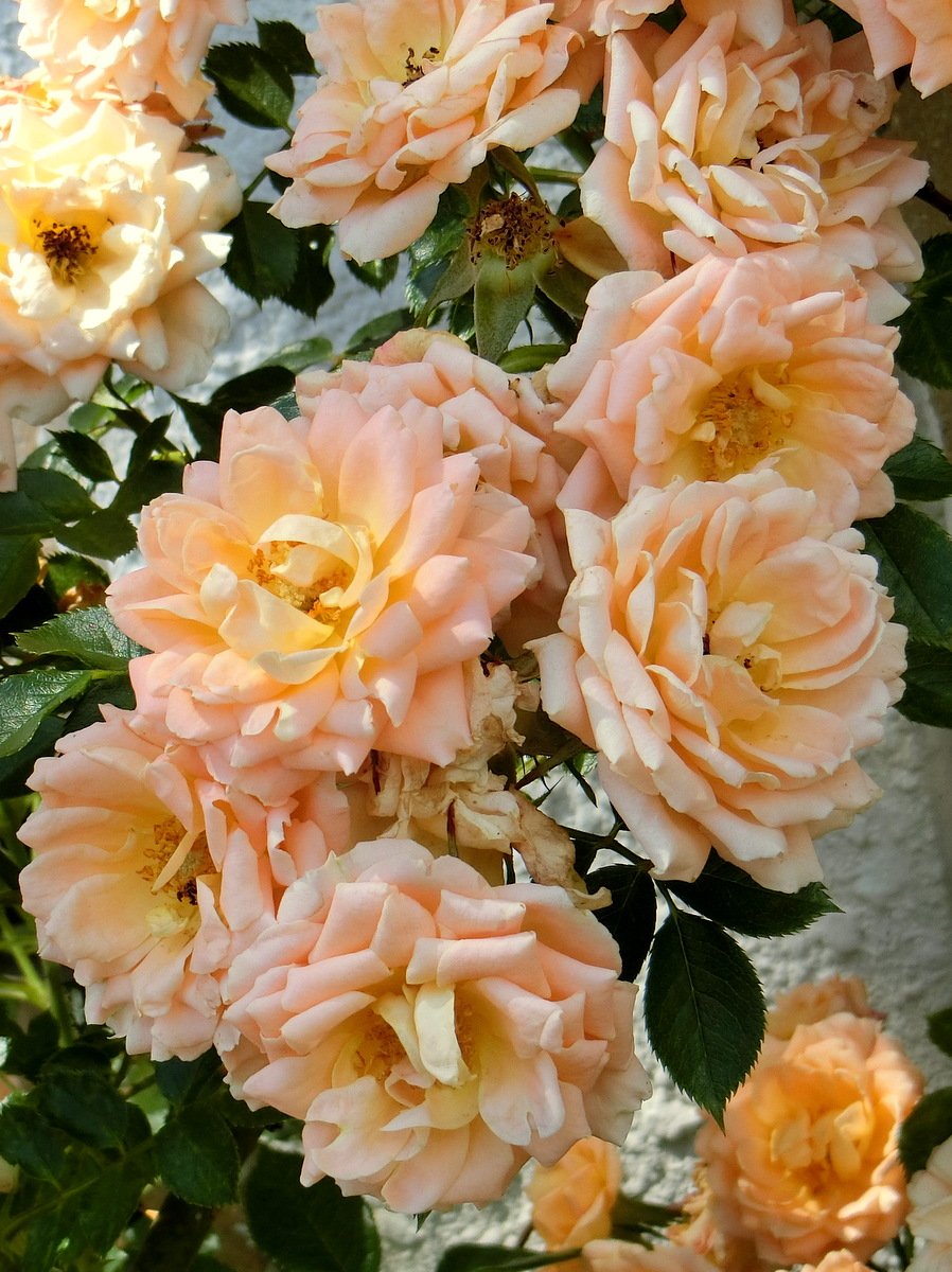 薔薇の名前 (The Name of the Rose・Le Nom de la Rose) サンセット