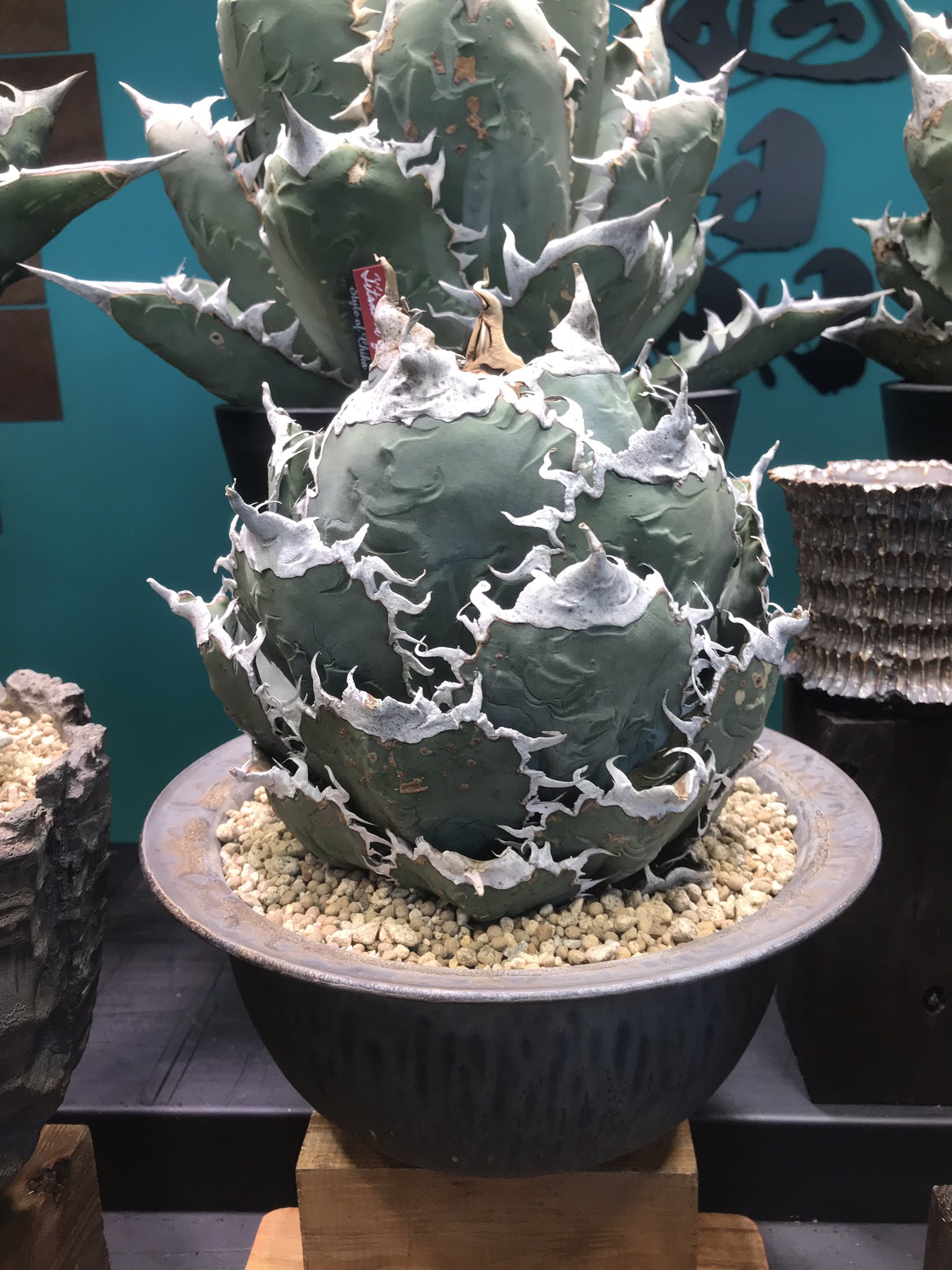 アガベ チタノタ 悪魔くん BAKEMONO agave titanota 【公式通販】