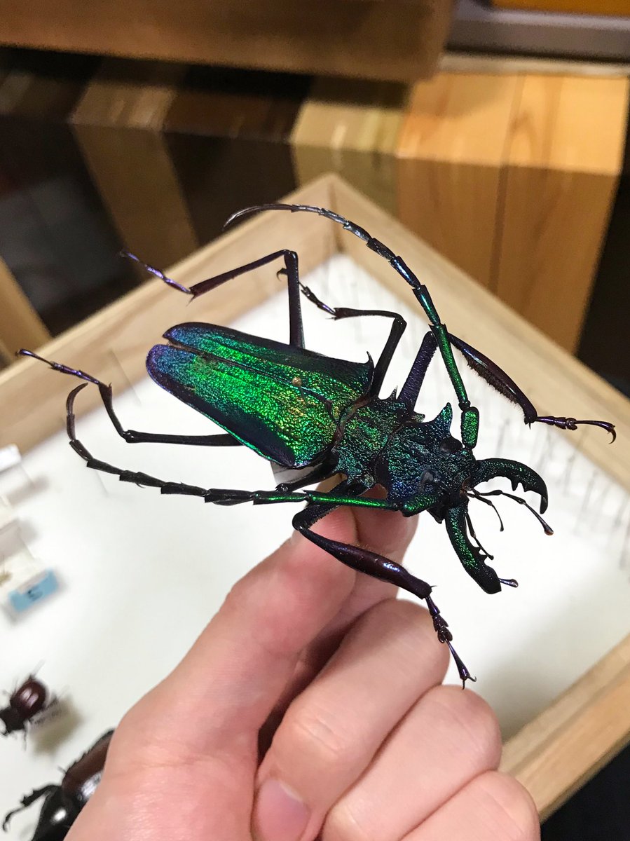 キンオニノコギリカミキリ Psalidognathus friendi コロンビアの