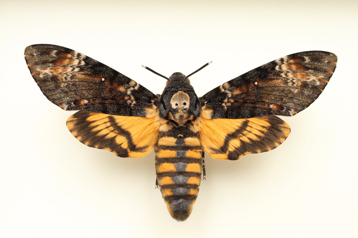 ヨーロッパメンガタスズメ。「羊たちの沈黙」のポスターでおなじみの