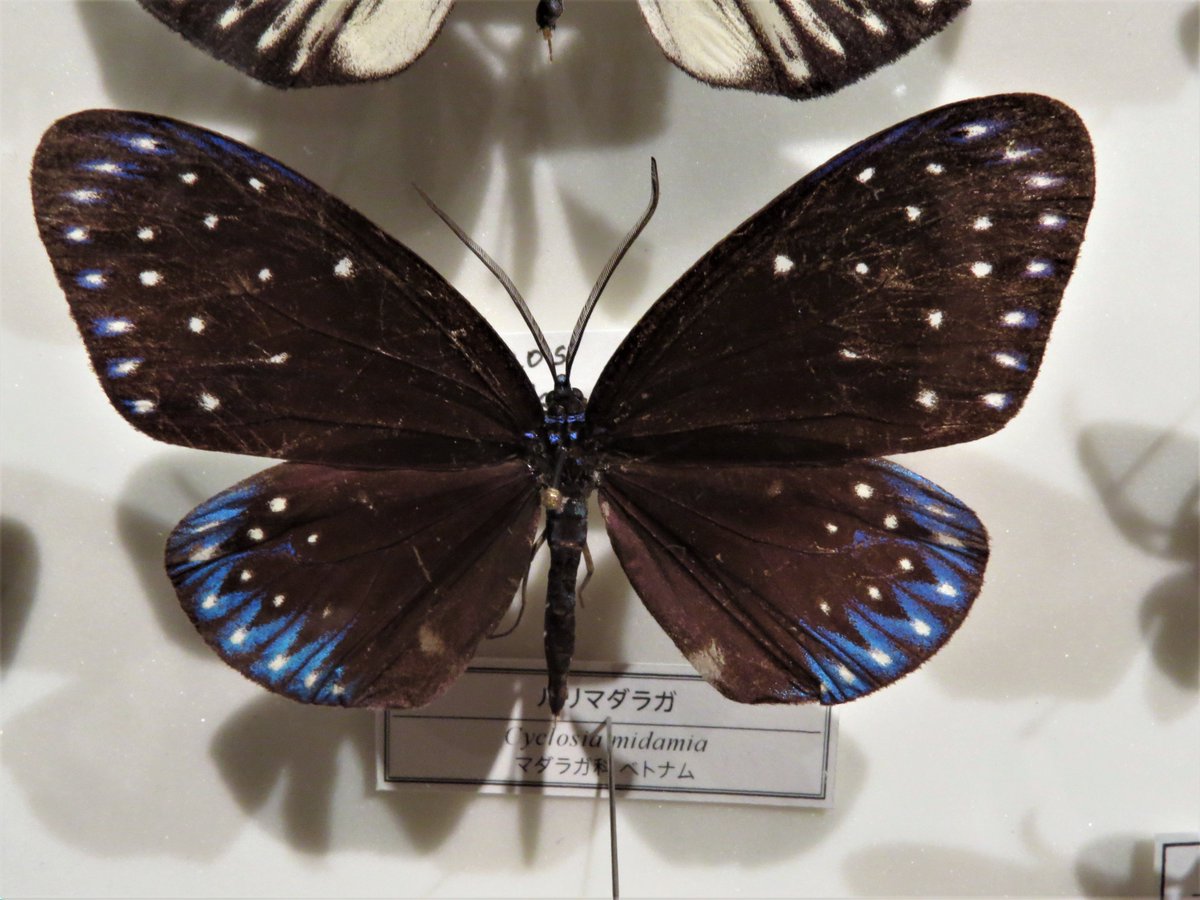 蛾の標本たち、その2。やはり、色も形もさまざまで感嘆させられる