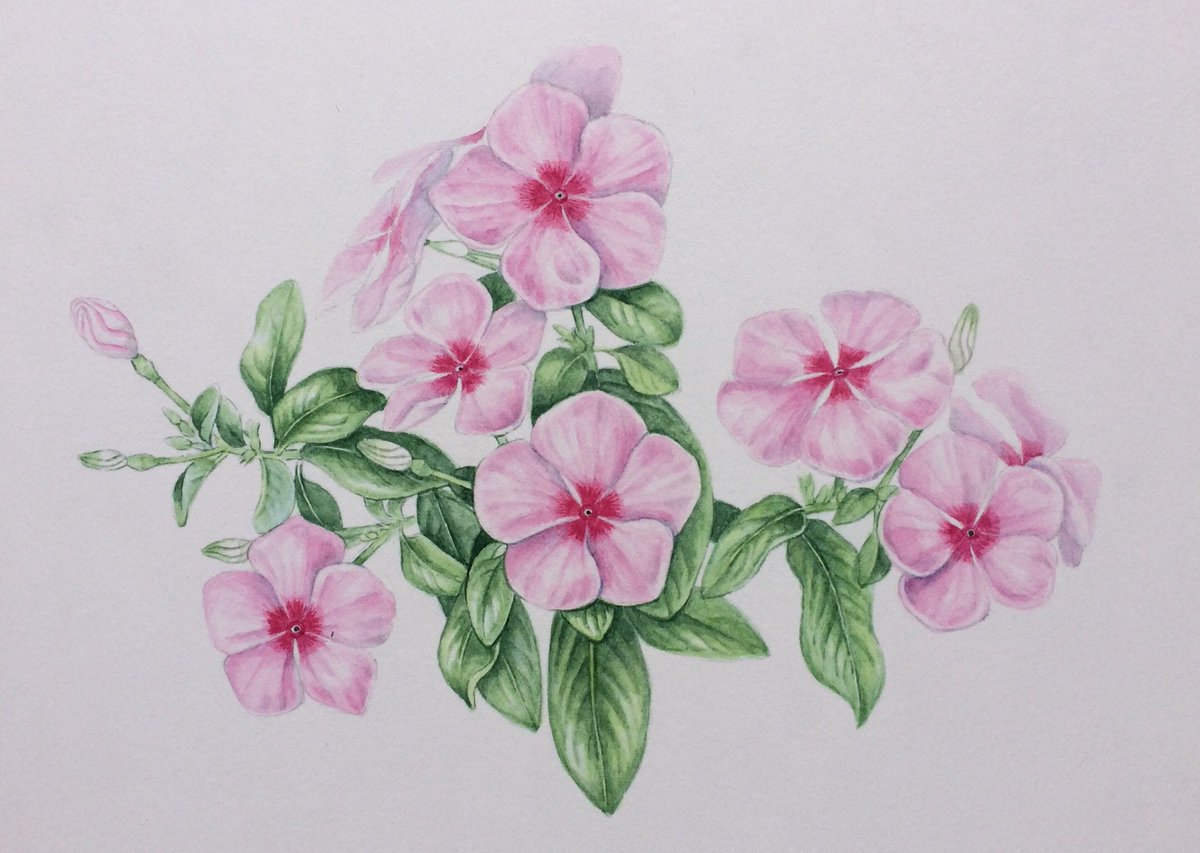 ニチニチソウ (キョウチクトウ科) シンプルな構造の花なので 短時間で