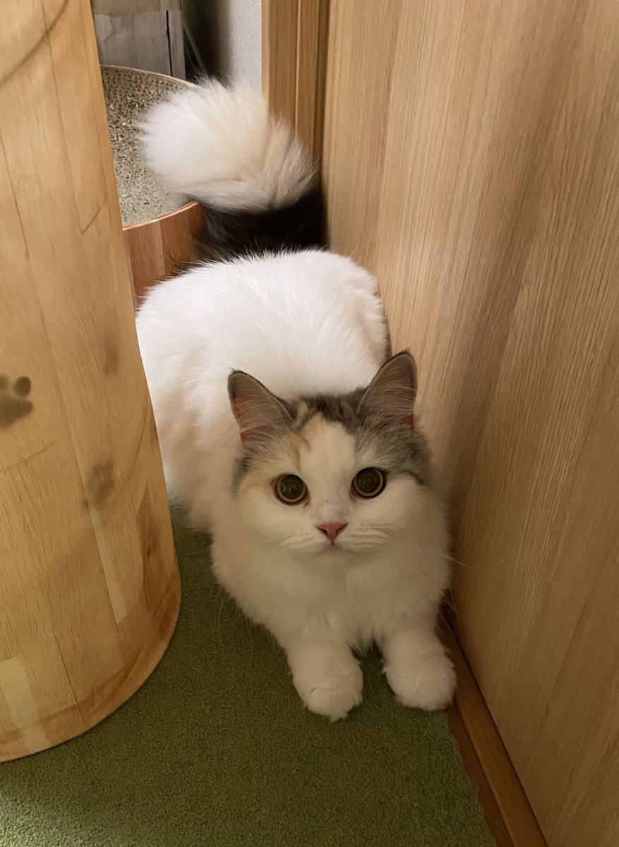 暴走モード突入… 風邪気味で早く寝たいんですけど😭