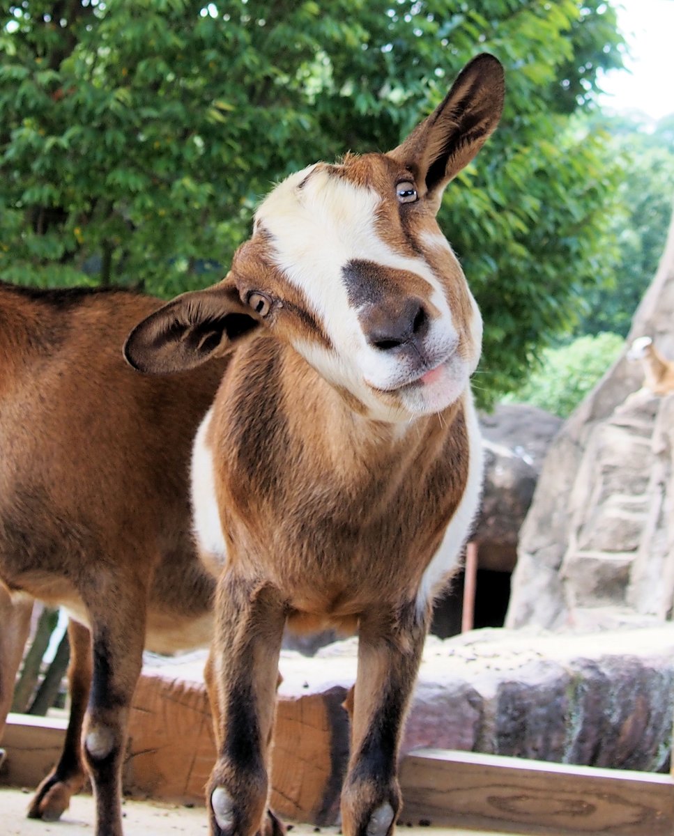 ヤギ の「パクチー」「クレソン」が1歳になりました。 「ミント」から