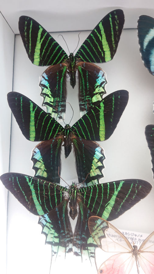 ルリツバメガ の乾燥完了！ #ニシキオオツバメガ #ナンベイツバメガ