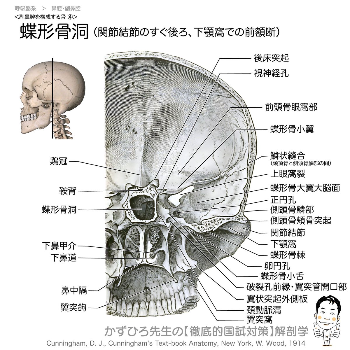裁断済み】骨軟部画像解剖徹頭徹尾 画像解剖を極め的確に診断する