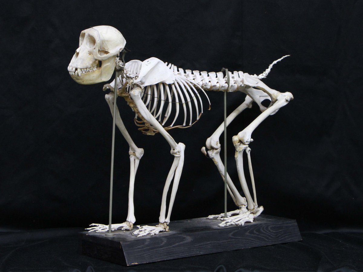 特別展より、ニホンザルの交連骨格。 1962年に死亡し、標本となった